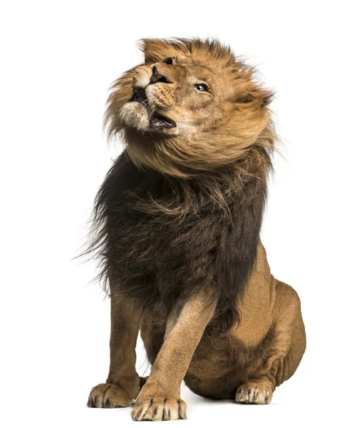 Lion sitting, shaking, Panthera Leo, 10 years old, isolated on w — Stock Photo, Image