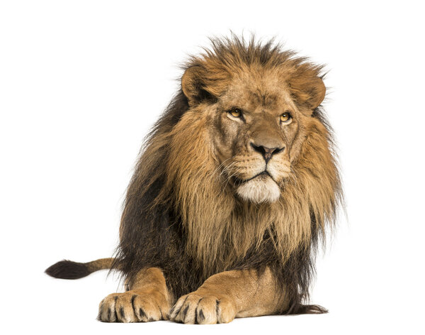 Front view of a Lion lying, Panthera Leo, 10 years old, isolated