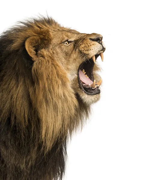 Primer plano de un león rugiendo, aislado en blanco — Foto de Stock