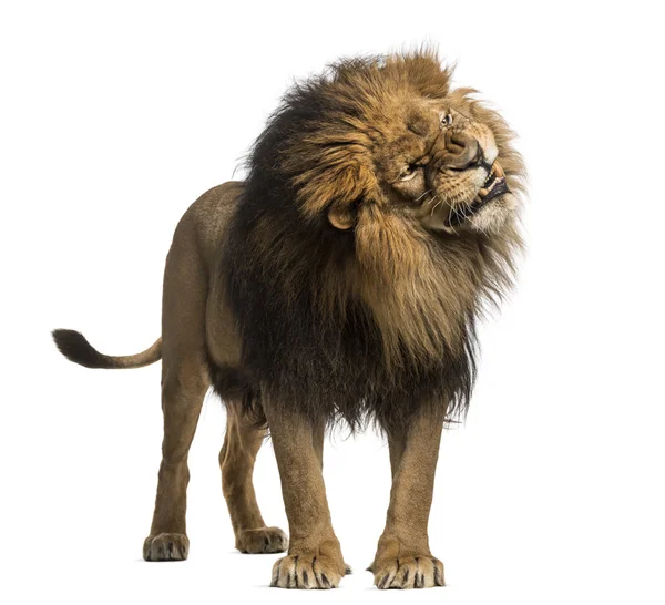 Leone in piedi, ruggente, Panthera Leo, 10 anni, isolato su — Foto Stock