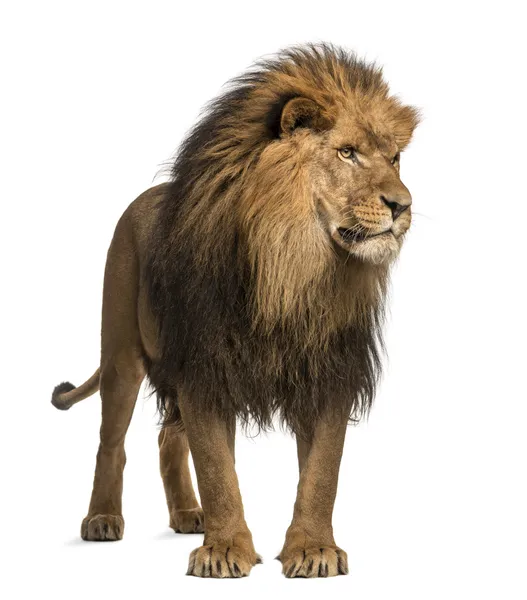 Leão de pé, olhando para longe, Panthera Leo, 10 anos, isolado — Fotografia de Stock