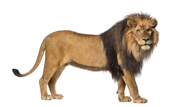 Πλάγια όψη της μια μόνιμη λιοντάρι, εξετάζοντας τη φωτογραφική μηχανή, panthera le — Φωτογραφία Αρχείου