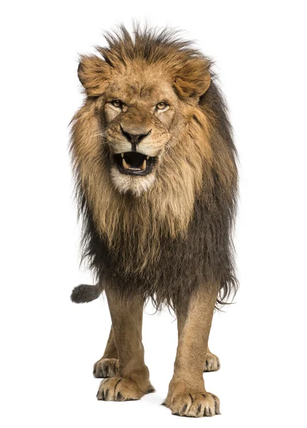 Vista frontale di un Leone ruggente, in piedi, Panthera Leo, 10 anni o — Foto Stock