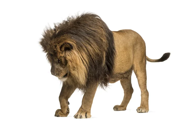 Лев стоїть, дивлячись вниз, panthera Лео, 10 років – ізолювати — стокове фото