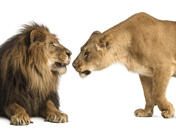 León y leona olfateándose unos a otros, Panthera leo, aislados en — Foto de Stock