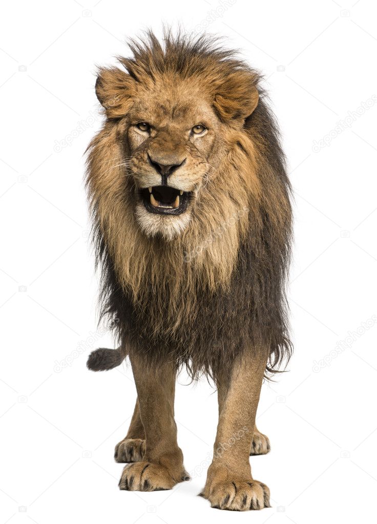 Front view of a Lion roaring, standing, Panthera Leo, 10 years o