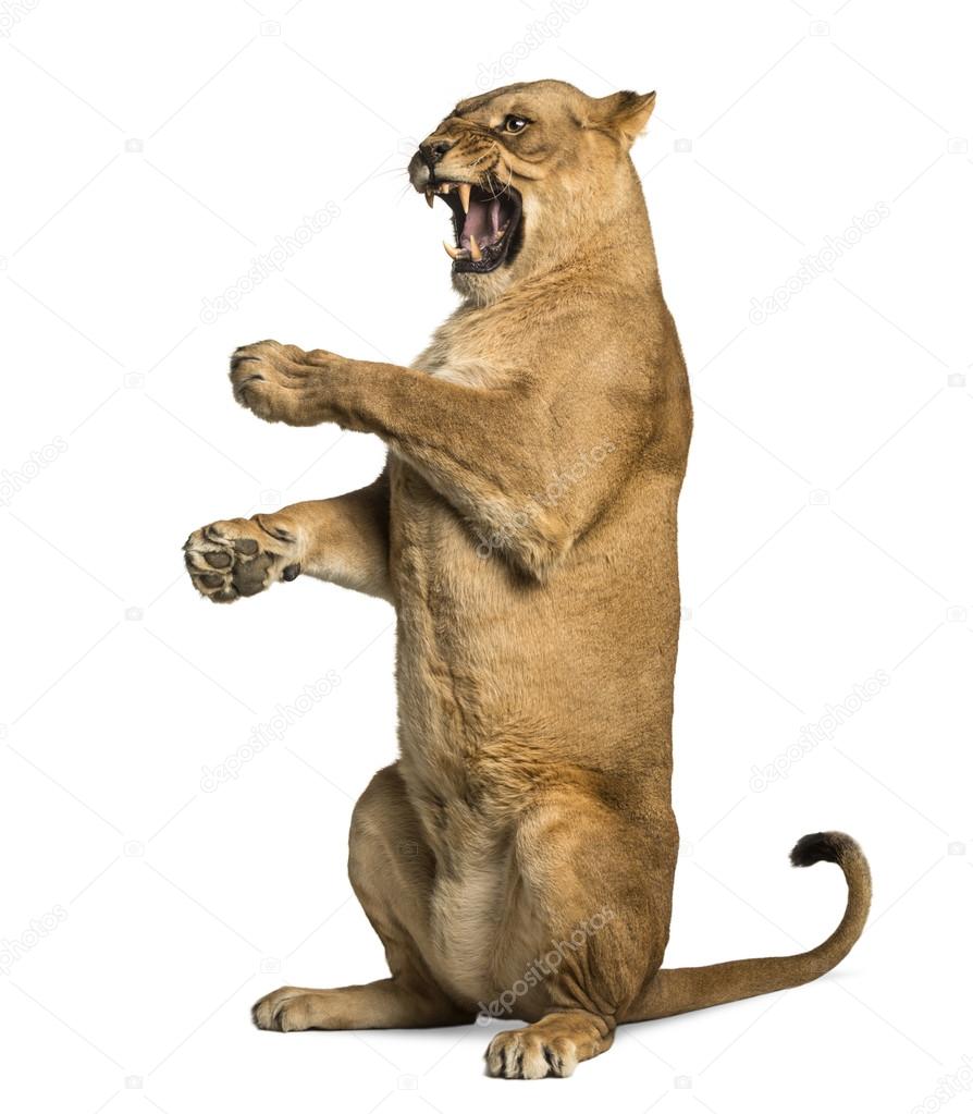 Lioness roaring, sitting on hind legs, Panthera leo, 10 years old