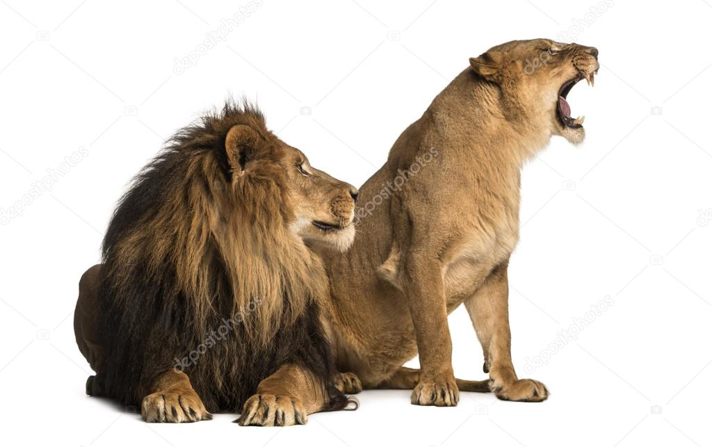 Lion with lioness roaring, next to each other, Panthera leo