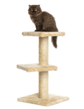 w izole bir kedi ağaç tepesinde oturan yayla kat kedi yavrusu