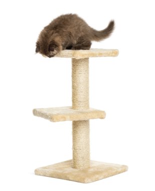 Yayla kat kedi, arıyorum bir kedi ağaç üstünde ayırmak