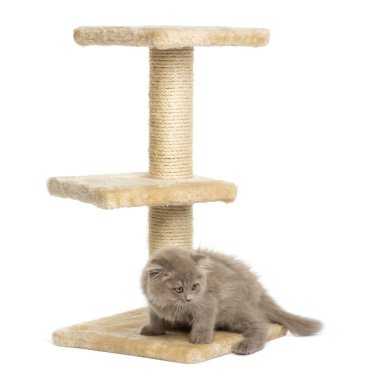 Yayla kat kedi üzerinde beyaz izole kedi ağaç