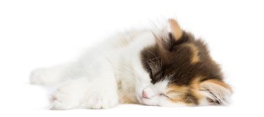 Higland straight kitten lying down, sleeping, isolated on white clipart