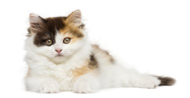 Higland straight kitten lying down, looking at the camera, isola clipart