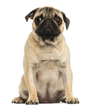 önden görünümü, 6 aylık oturma pug yavrusu WHI izole