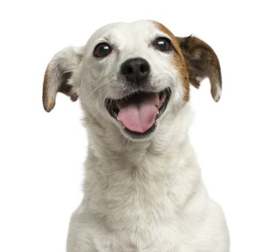 yakın çekim bir Jack russell terrier misin, 6 yaşında ayır