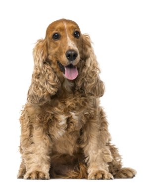 İngiliz cocker spaniel otururken, nefes nefese, 6 yaşında, o izole