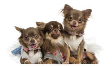 Group of dressed-up Chihuahuas panting, looking at the camera clipart
