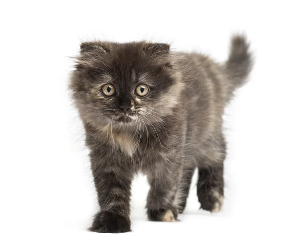 Vista frontal de un gatito pliegue Highland caminando, aislado en blanco — Foto de Stock