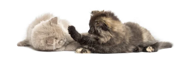 Two Highland fold kittens playing together, isolated on white — Stock Photo, Image