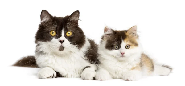 Brittiskt långhår och highland raka kattunge ligga tillsammans, är — Stockfoto