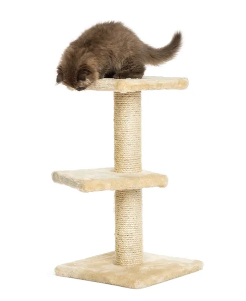 Highland piega gattino sulla cima di un tiragraffi, guardando in basso, isolare — Foto Stock