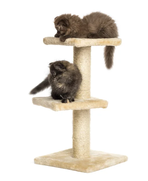 Highland fold kittens playing on a cat tree, isolated on white — Stock Photo, Image