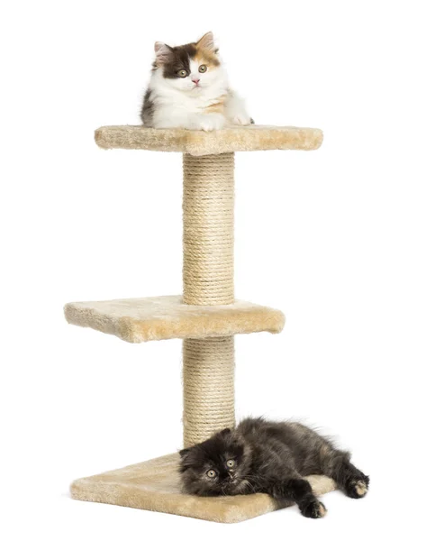 Higland straight and fold kittens lying on a cat tree, isolated — Stock Photo, Image
