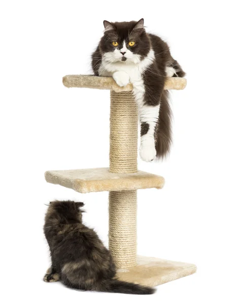 Cats on a cat tree, isolated on white — Stock Photo, Image