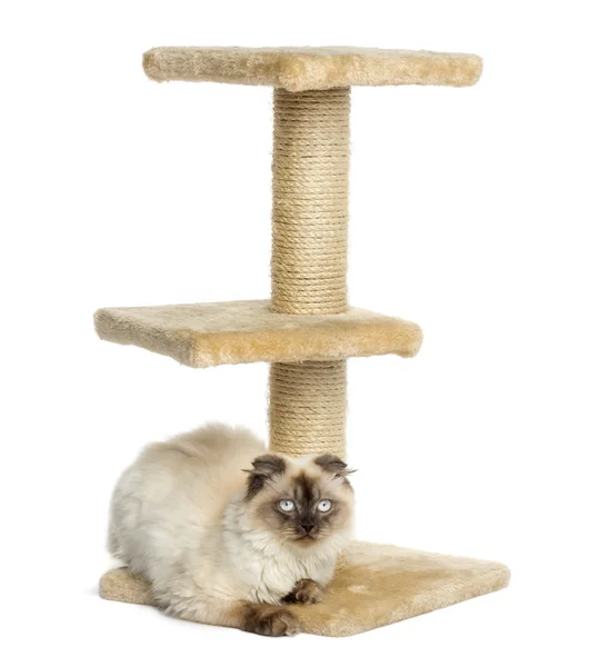 Highland fold on a cat tree, facing the camera, isolated on whit — Stock Photo, Image