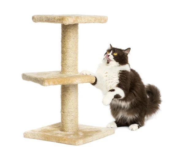 British longhair preparing to jump on a cat tree, isolated on wh — Stock Photo, Image