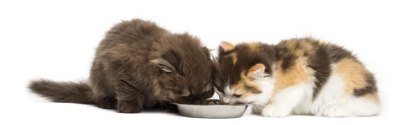 Higland em linha reta e dobrar gatinhos comendo de uma tigela, isolado — Fotografia de Stock