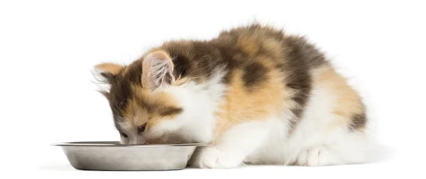 Higland raka kattunge äta från en skål, isolerad på vit — Stockfoto