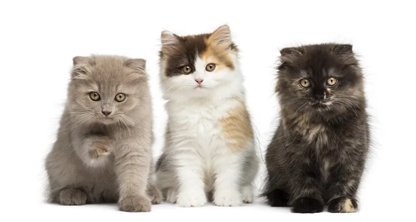 Higland recta y pliegue gatitos sentado en una fila, aislado en — Foto de Stock