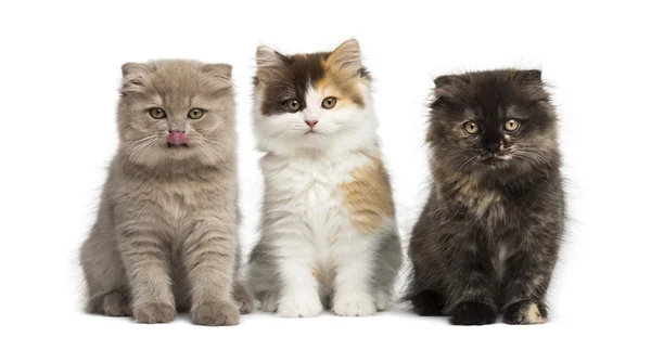 Higland recta y pliegue gatitos sentado en una fila, aislado en —  Fotos de Stock
