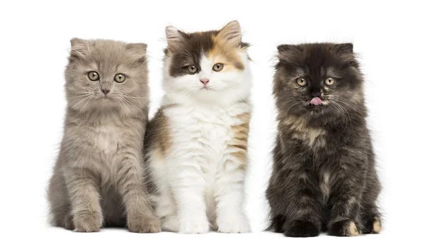 Higland rechte en vouw kittens zitten in een rij, geïsoleerd op — Stockfoto