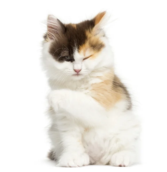 Higland straight kitten sitting, having a wash, isolated on whit — Stock Photo, Image