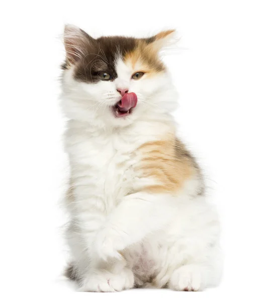 Higland straight kitten sitting and licking, isolated on white — Stock Photo, Image