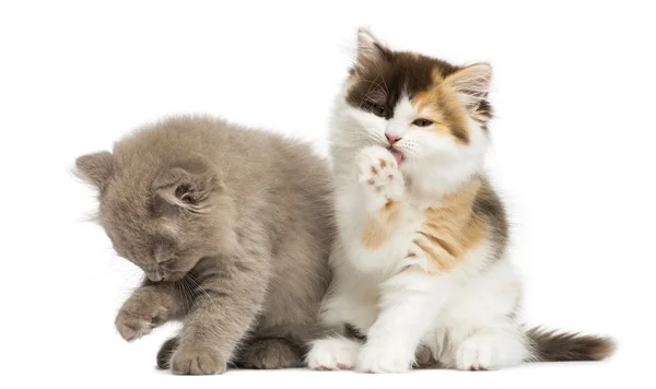 Higland rechte en vouw kittens zitten, hebben een wassen, isolat — Stockfoto
