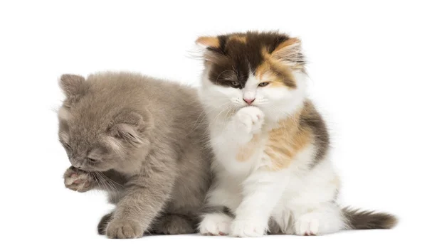 Hochland gerade und falten Kätzchen sitzen, waschen, isoliert — Stockfoto