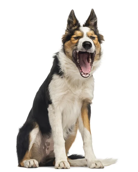 Bordercollie zitten, geeuwen, geïsoleerd op wit — Stockfoto