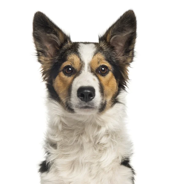 Primer plano de un Border Collie, mirando a la cámara, aislado en —  Fotos de Stock