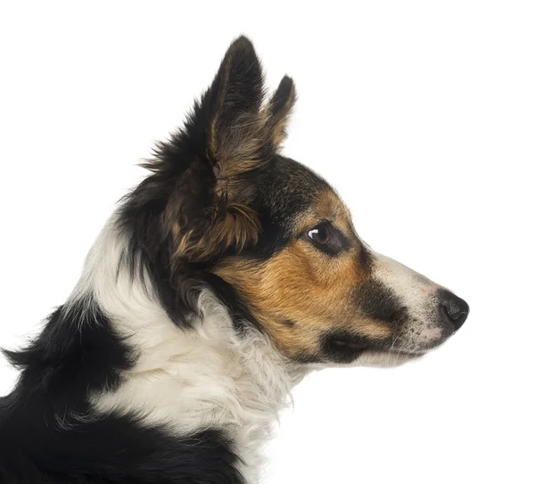 Close-up of a Border collie profile, isolated on white — Stock Photo, Image