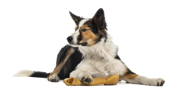 Bordercollie liggen met een bone, ogen gesloten, geïsoleerd op wit — Stockfoto