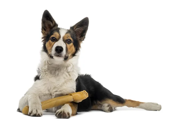 Bordercollie liggen met een bone, geïsoleerd op wit — Stockfoto