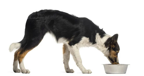 Side view of a Border collie eating from its bowl, isolated on w — Stock Photo, Image