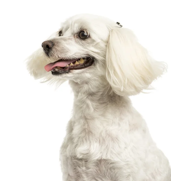 Close-up de um maltês ofegante, 5 anos, isolado em branco — Fotografia de Stock