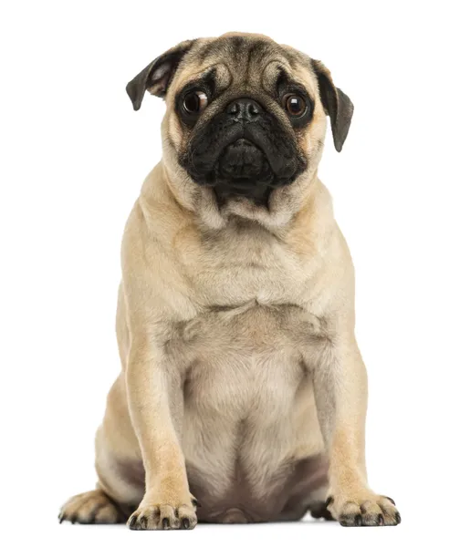 Front view of a Pug puppy sitting, 6 months old, isolated on whi — Stock Photo, Image