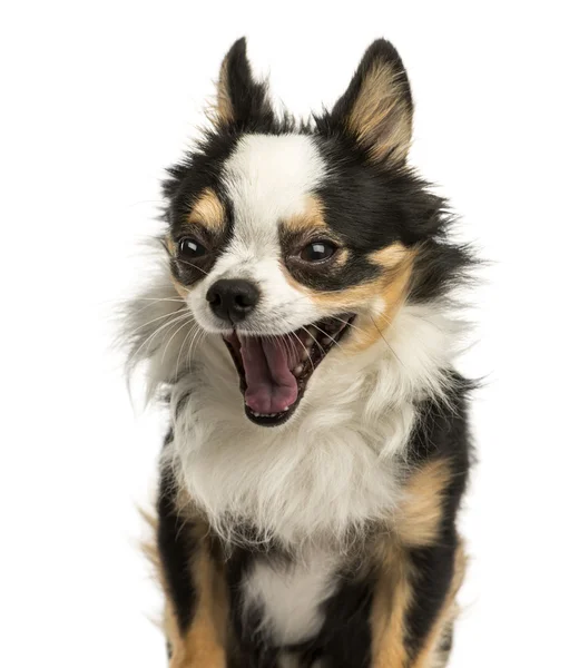 Close-up of a Chihuahua yawning, 4 years old, isolated on white — Stock Photo, Image