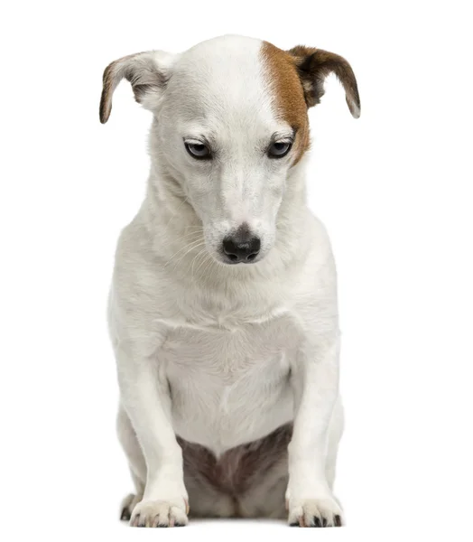 Vista frontal de um Jack Russell Terrier sentado, olhando para baixo, 6 ye — Fotografia de Stock