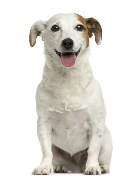 Vista frontal de un Jack Russell Terrier sentado, jadeando, 6 años o — Foto de Stock